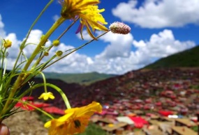 川西四姑娘山 稻城亚丁 色达2-8人团